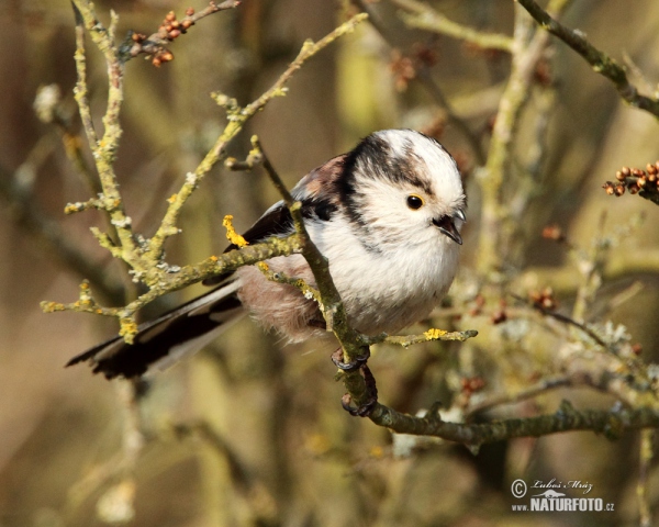 Long-tailed Tit (Aegithalos caudatus)