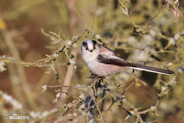 Long-tailed Tit (Aegithalos caudatus)