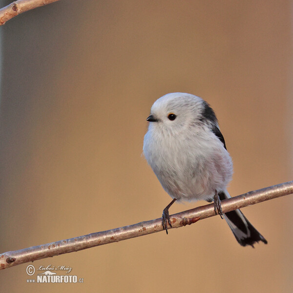 Long-tailed Tit (Aegithalos caudatus)