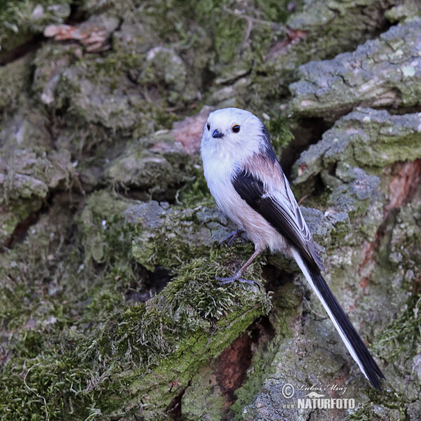 Long-tailed Tit (Aegithalos caudatus)