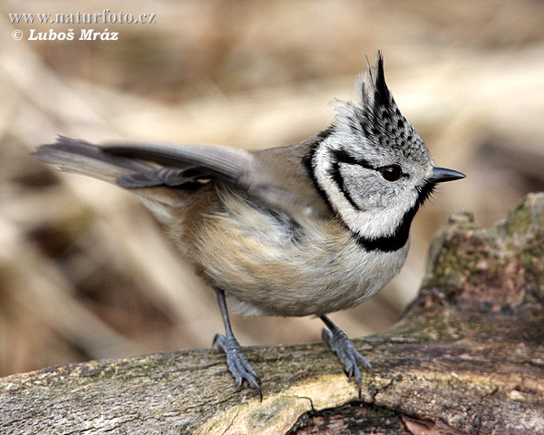 Lophophanes cristatus