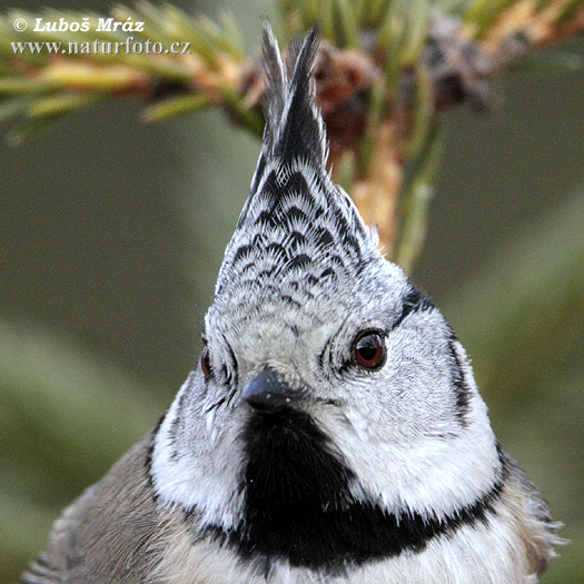 Lophophanes cristatus