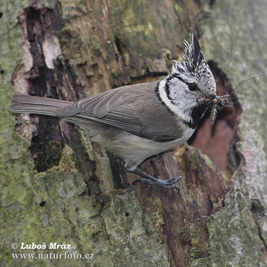 Lophophanes cristatus