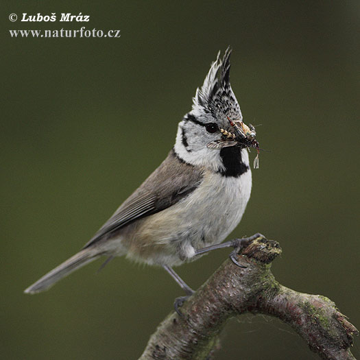 Lophophanes cristatus