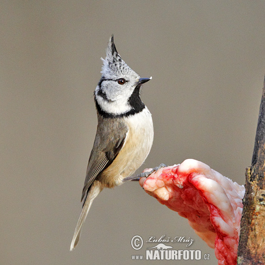 Lophophanes cristatus