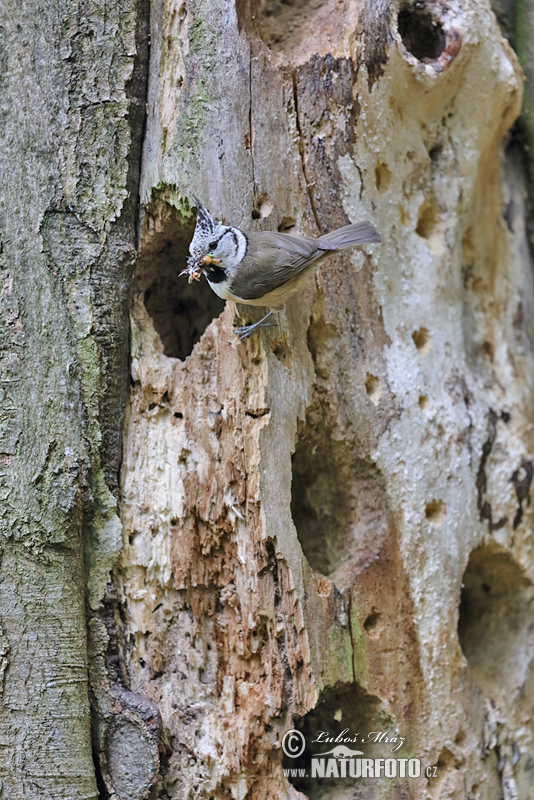 Lophophanes cristatus