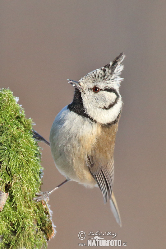 Lophophanes cristatus