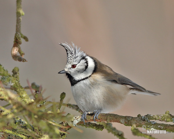 Lophophanes cristatus