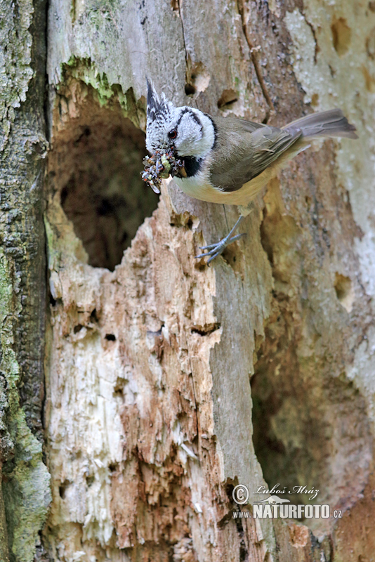 Lophophanes cristatus