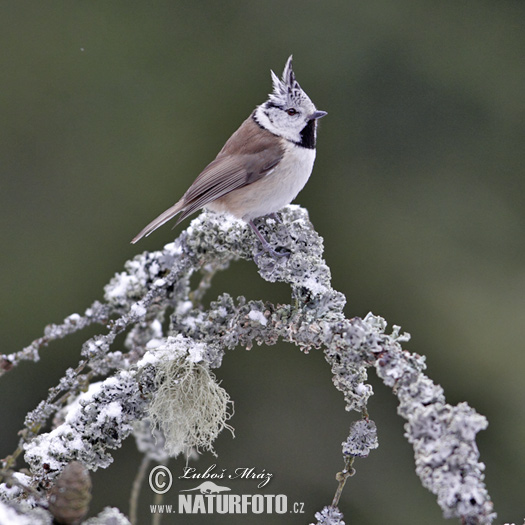 Lophophanes cristatus