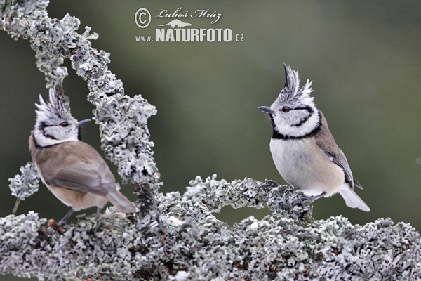 Lophophanes cristatus