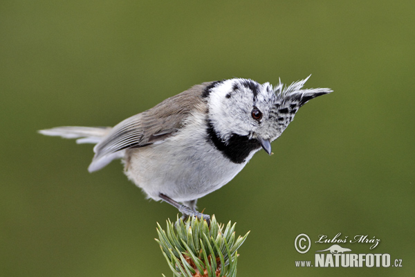 Lophophanes cristatus