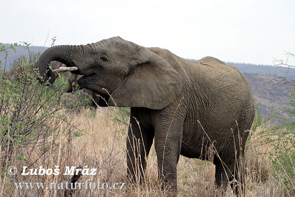 Loxodonta africana