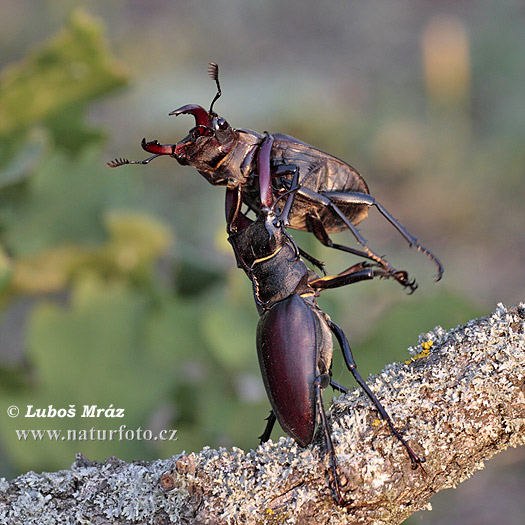 Lucane cerf-volant