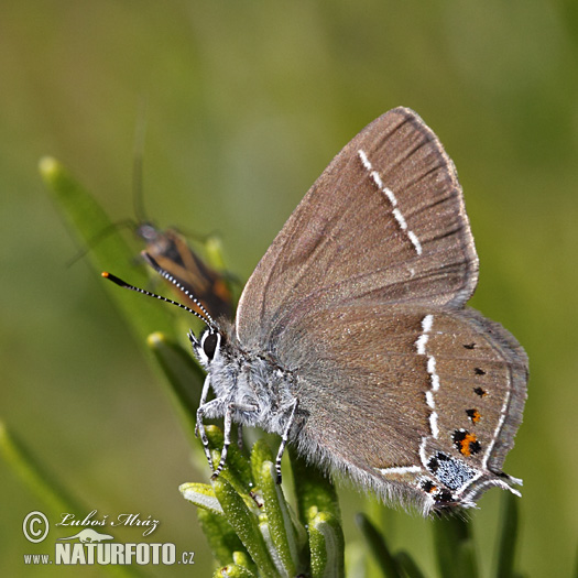 lue-spot Hairstreak