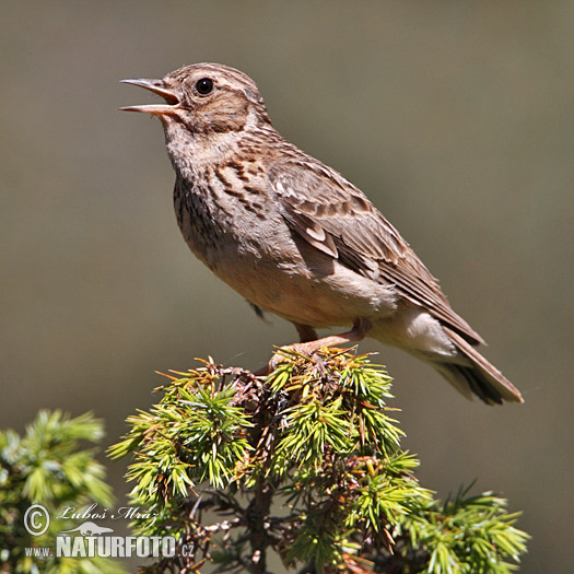 Lullula arborea