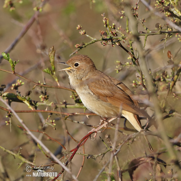 Luscinia megarhynchos