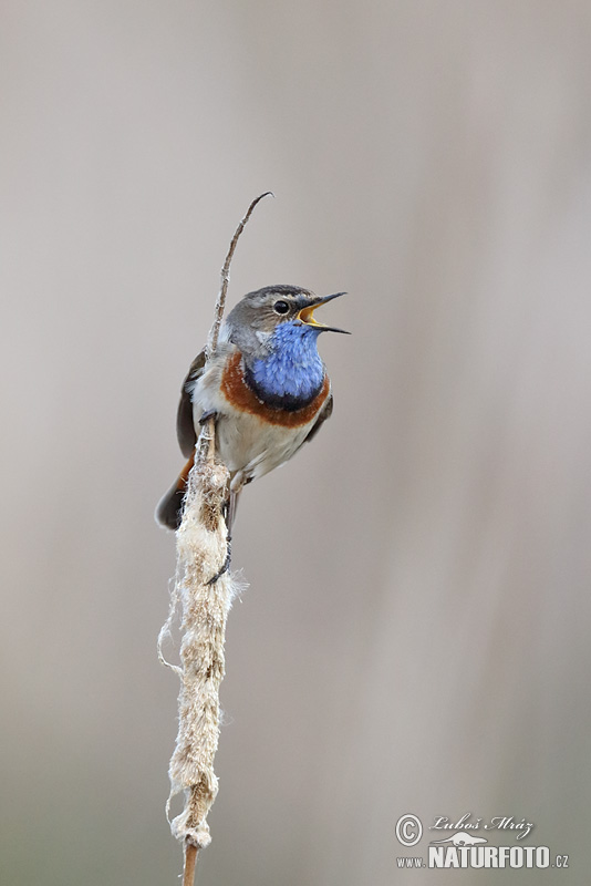 Luscinia svecica