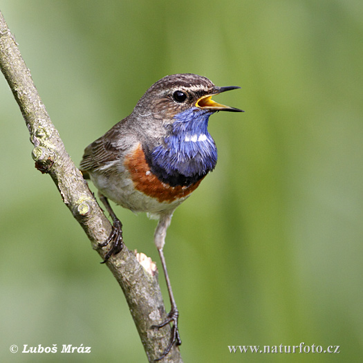 Luscinia svecica