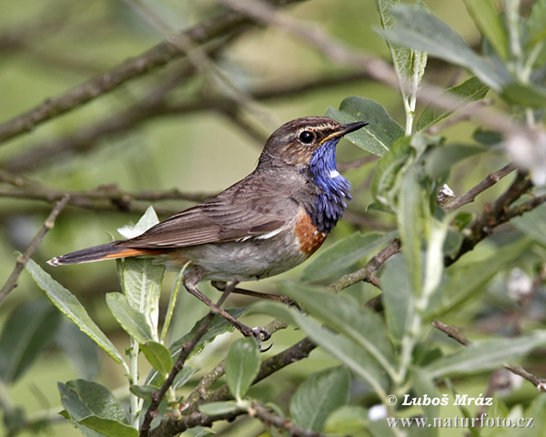 Luscinia svecica