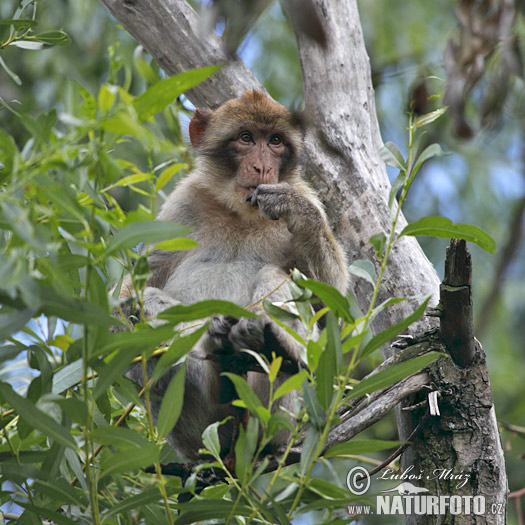 Macaca sylvanus