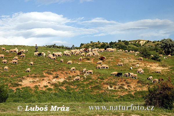 Macedonië land