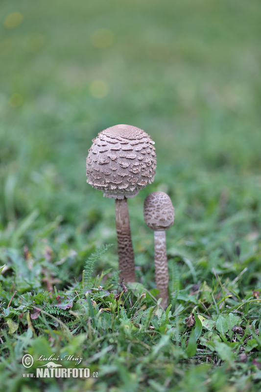 Macrolepiota procera