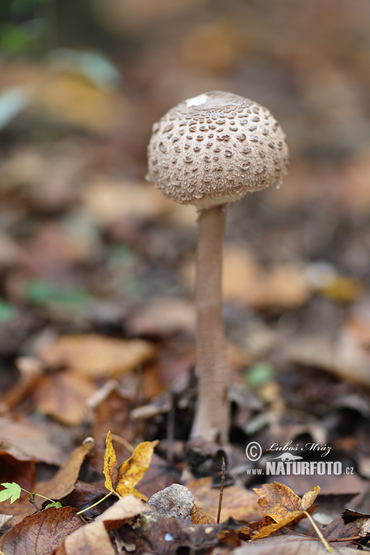 Macrolepiota procera