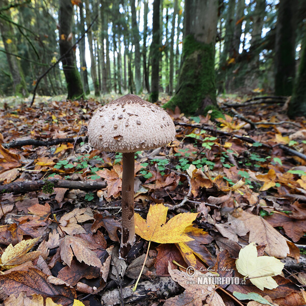 Macrolepiota procera