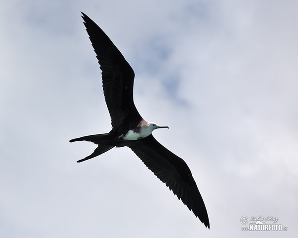 Magnificent Frigatebird (Fregata magnificens)