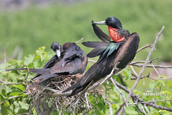 Magnificent Frigatebird (Fregata magnificens)