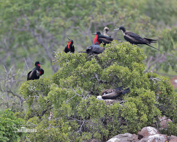 Magnificent Frigatebird (Fregata magnificens)