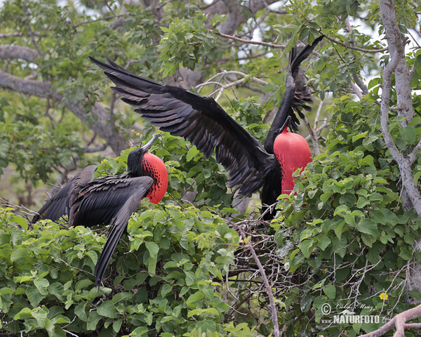 Magnificent Frigatebird (Fregata magnificens)