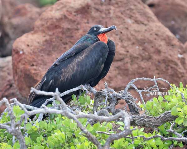 Magnificent Frigatebird (Fregata magnificens)