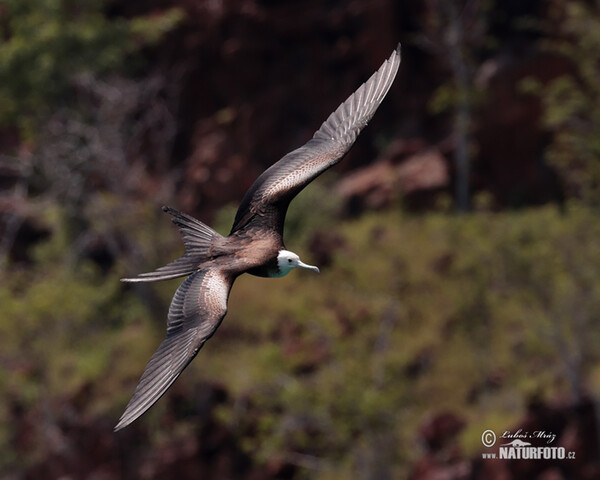 Magnificent Frigatebird (Fregata magnificens)