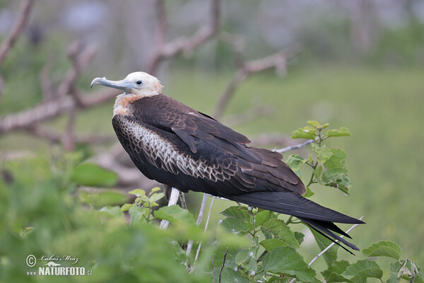 Magnificent Frigatebird (Fregata magnificens)