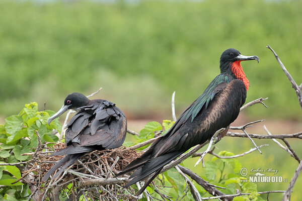 Magnificent Frigatebird (Fregata magnificens)