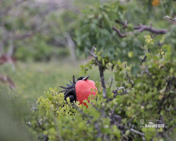 Magnificent Frigatebird (Fregata magnificens)