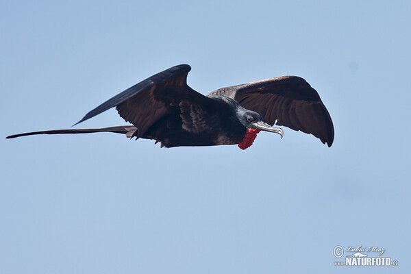 Magnificent Frigatebird (Fregata magnificens)