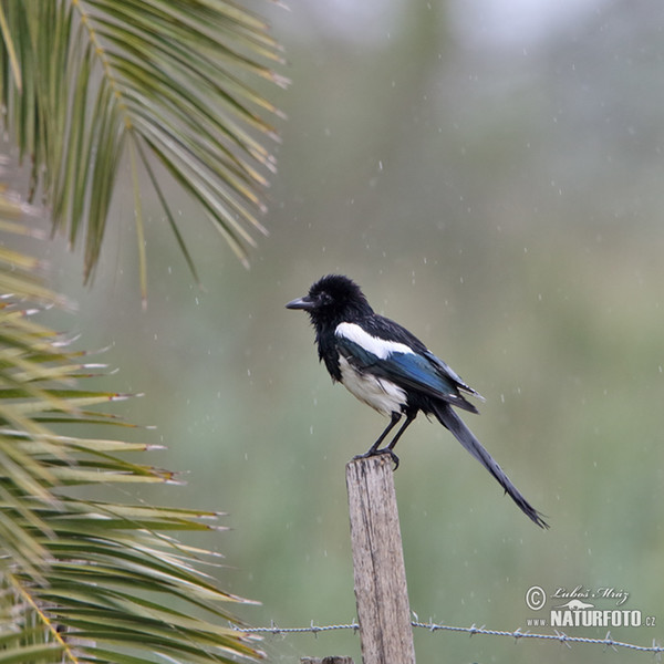 Magpie (Pica pica)