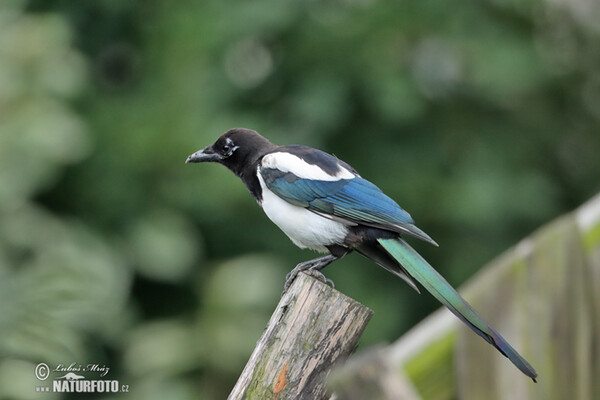 Magpie erasia