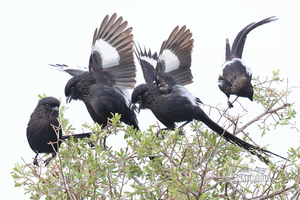 Magpie Shrike (Urolestes melanoleucus)