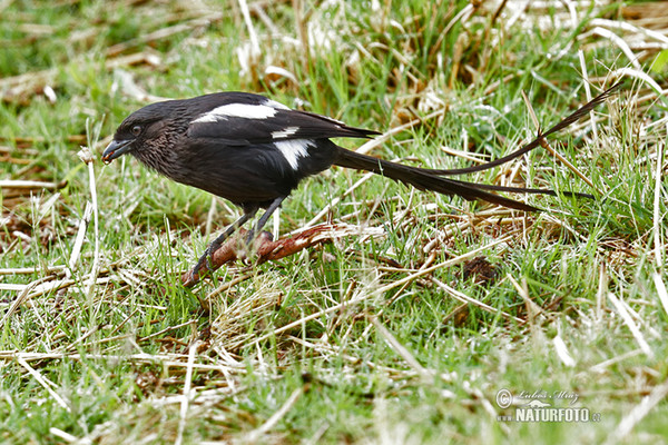 Magpie Shrike (Urolestes melanoleucus)