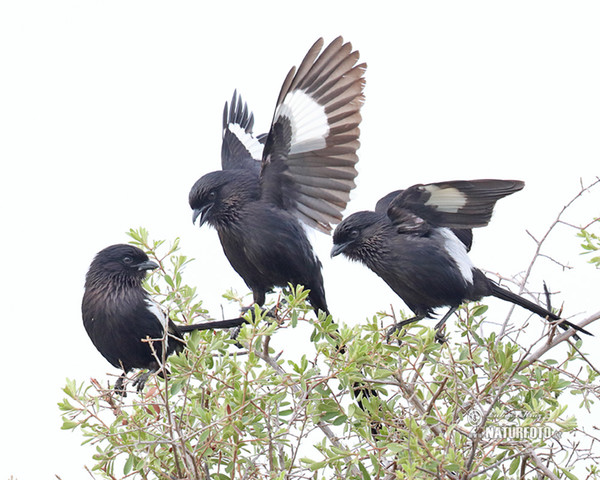 Magpie Shrike (Urolestes melanoleucus)