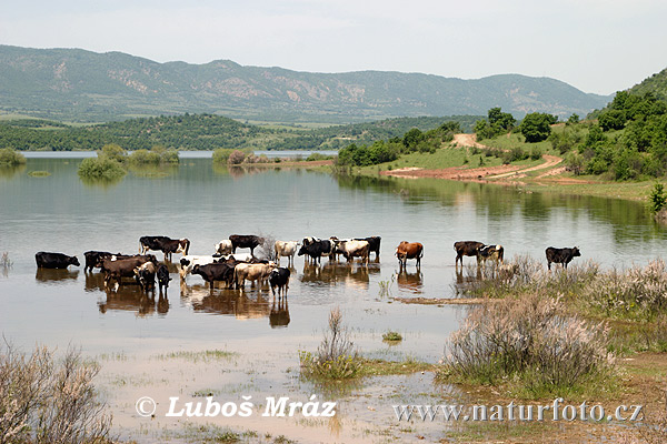 Makedonia