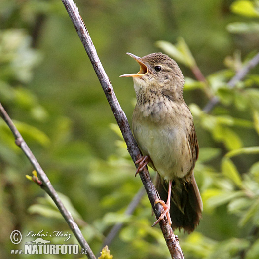 Makula grilbirdo