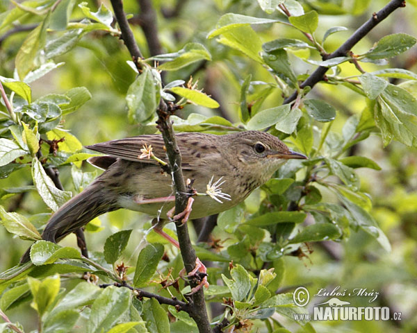 Makula grilbirdo