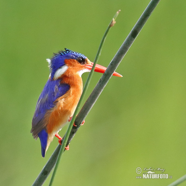 Malachite Kingfisher (Corythornis cristatus)