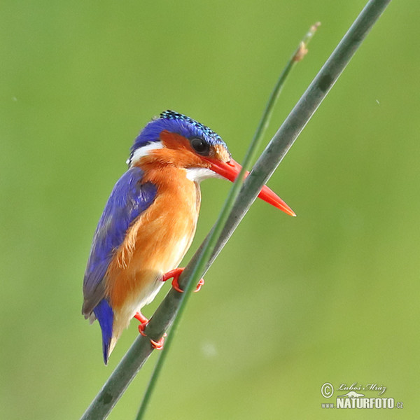 Malachite Kingfisher (Corythornis cristatus)