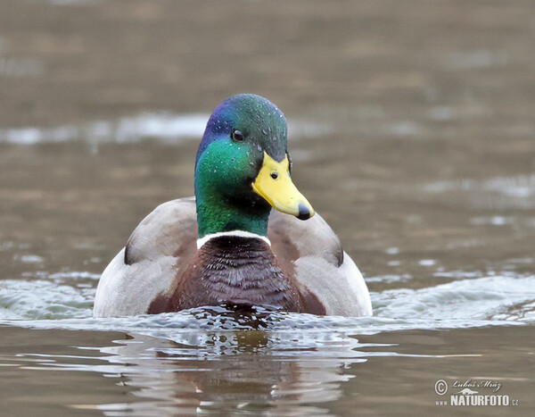 Mallard (Anas platyrhynchos)